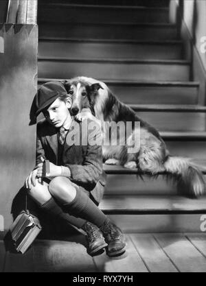 MCDOWALL, LASSIE, LASSIE COME HOME, 1943 Stockfoto