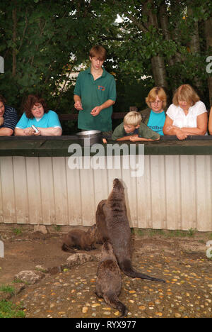 Dartmoor Otter Heiligtum, Buckfastleigh, Devonshire, England. Stockfoto