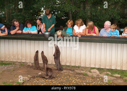 Dartmoor Otter Heiligtum, Buckfastleigh, Devonshire, England. Stockfoto