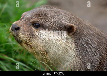 Dartmoor Otter Heiligtum, Buckfastleigh, Devonshire, England. Stockfoto