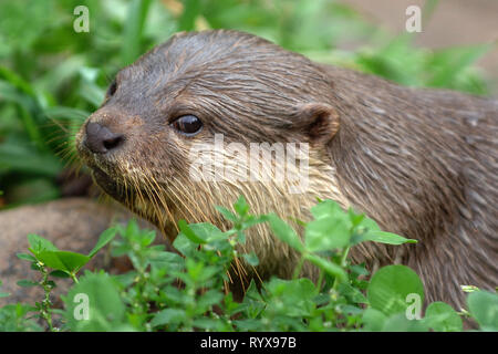 Dartmoor Otter Heiligtum, Buckfastleigh, Devonshire, England. Stockfoto