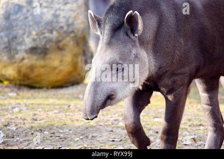 Tapirus terrestris Portrait Nahaufnahme Kopf Porträt Tier Foto Stockfoto