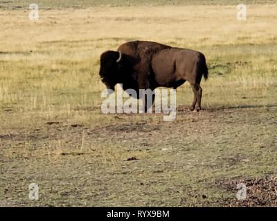 Ein Büffel/Bison Bulle im Lamar Valley im Yellowstone National Park in Wyoming, Vereinigte Staaten - Bild Stockfoto