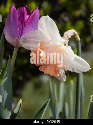 Narcissus 'Mon Cheri' mit rosa Tulpe Stockfoto