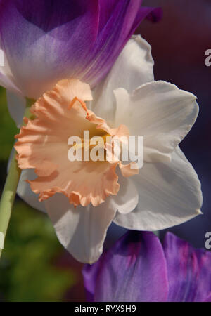 Narcissus 'Mon Cheri' mit lila rosa Tulpe Stockfoto