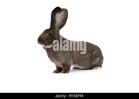 Kaninchen belgische Riesen auf weißem Tuch auf weißem Hintergrund Stockfoto