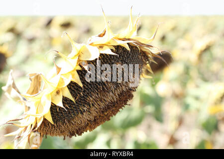 Sehr reife, Sonnenblumenkerne auf dem Feld mit Sonnenblumen gegen den blauen Himmel im Süden der Ukraine im Sommer Stockfoto