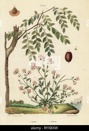 Chinesische jujube oder Datum, Ziziphus jujuba 1, und Virginia Lager, Malcolmia maritima 2. Jujubier, Julienne. Papierkörbe Stahlstich von August Dumenil nach einer Illustration von A. Carie Baron von Felix-Edouard Guerin-Meneville's Wörterbuch Pittoresque d'Histoire Naturelle (malerische Wörterbuch der Naturgeschichte), Paris, 1834-39. Stockfoto