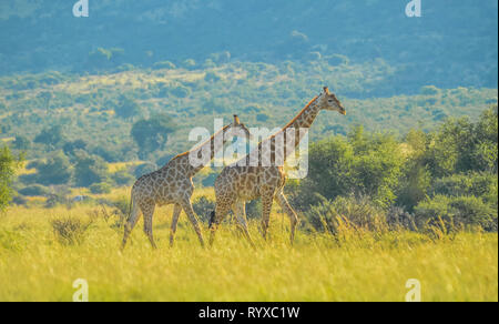 Authentische True South African Safari Erfahrung in buschfeld in einem Naturschutzgebiet Stockfoto