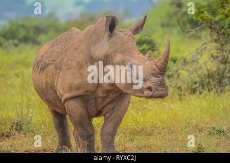 Eine nette männliche Stier White Rhino in Kruger National Park Stockfoto