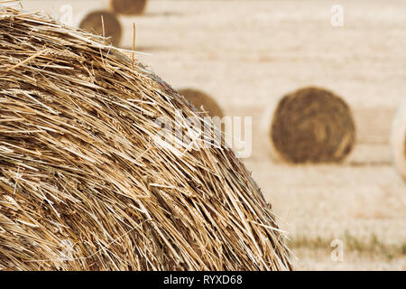 Hay rollt in einem Feld Stockfoto