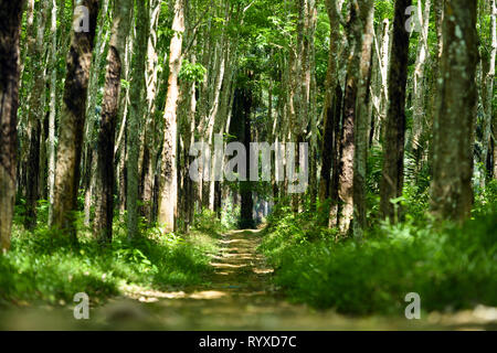 Atemberaubende Aussicht auf einen Weg, der zwischen einem grünen Plantage von gummibäumen Durchläufe (Hevea Brasiliensis) in Thailand. Stockfoto