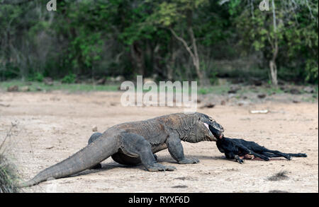 Der Drache Angriffe. Komodo Dragon Angriffe der Beute. Der Komodo Drachen, Wissenschaftlicher Name: Varanus komodoensis. Indonesien. Stockfoto
