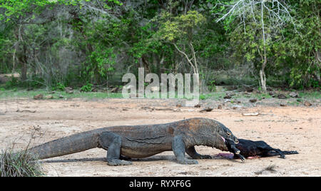 Der Drache Angriffe. Komodo Dragon Angriffe der Beute. Der Komodo Drachen, Wissenschaftlicher Name: Varanus komodoensis. Indonesien. Stockfoto
