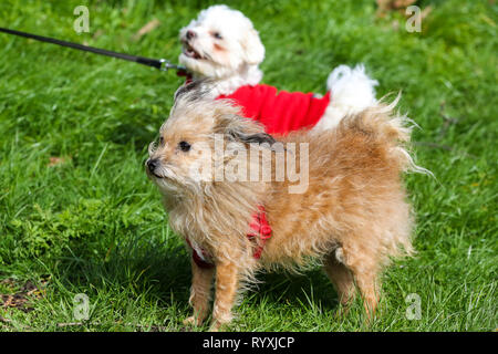 Finsbury Park, London, UK. 15 Mär, 2019. Hunde in Finsbury Park auf einem sehr windigen Tag. Credit: Dinendra Haria/Alamy leben Nachrichten Stockfoto