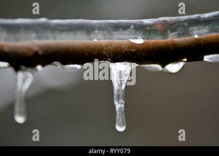 Bukarest, Rumänien - Januar 27, 2019: Die ÄSTE einer Kastanie werden mit Eis nach einem Winter Ice Storm, in Bukarest, Rumänien. Stockfoto