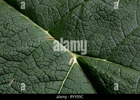 In der Nähe von riesigen Rhabarber Blatt sieht aus wie Luftaufnahme von grasbewachsenen Hügeln mit weißen Flüsse und Bäche Stockfoto