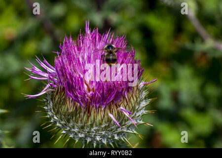 Schweben bumble bee ist verschwommen durch seine ständige Anstrengung Pollen auf auffallende lila Distel Blume zu finden. Stockfoto