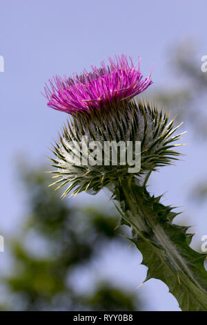Von der Seite genommen, diese Nahaufnahme fängt die Majestät des einen lila, Schottische, Baumwolle Thistle auf Onopordum acanthium sitzen; Stockfoto