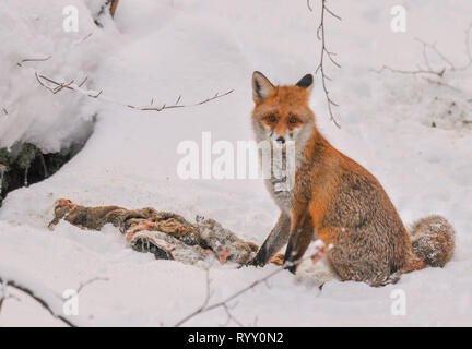 Red Fox im Winter Fütterung auf Rotwild Karkasse, niedliche rote Fuchs mit Reh Aas im Winter Landschaft Stockfoto