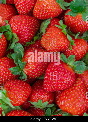 Reife Erdbeeren Gruppe Stockfoto