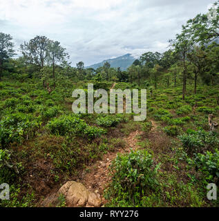 Grüner Tee Bud und frische Blätter. Tee Plantagen in Sri Lanka Stockfoto