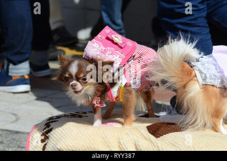 Ein Hund mit einem cosplay Festival in Osaka, Japan, im März 2019. Stockfoto