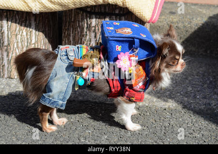 Ein Hund mit einem cosplay Festival in Osaka, Japan, im März 2019. Stockfoto