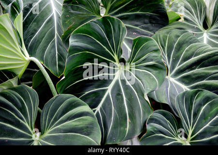 Mehrere große breite tropische grüne Blätter, Elefantenohren, in den Anden von Kolumbien, Südamerika Stockfoto