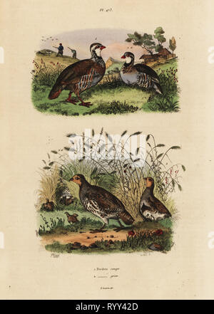 Red-legged Partridge, Vorträge Rufa, und Rebhuhn, Perdix perdix Perdrix Rouge et Perdrix grise. Papierkörbe Stahlstich von du Casse nach einer Illustration von Adolph Fritten aus dem Felix-Edouard Guerin-Meneville's Wörterbuch Pittoresque d'Histoire Naturelle (malerische Wörterbuch der Naturgeschichte), Paris, 1834-39. Stockfoto