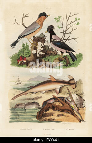 Glatte Hammerhai, Sphyrna Hammer 1, hammer Auster, Hammer Hammer 2, brahminy Myna, Sturnia pagodarum 3 und Rosy Starling, Pastor Roseus 4. Marteau (poiss), Marteau (Moll), Martins. Papierkörbe Stahlstich von Pfitzer nach einer Illustration von Adolph Fritten aus dem Felix-Edouard Guerin-Meneville's Wörterbuch Pittoresque d'Histoire Naturelle (malerische Wörterbuch der Naturgeschichte), Paris, 1834-39. Stockfoto