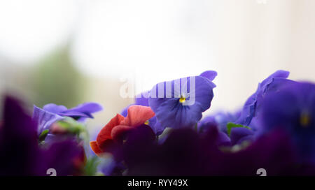 Rot und Violett Petunie aus der Nähe. Frühling Blumen in einer Pflanzmaschine in North Carolina. Mehrere Blüten in Foto Stockfoto