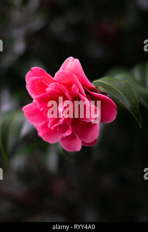 Isolierte rosa Kamelien Blüte an Zweig mit dunkelgrünen Blätter im Hintergrund. Schwerpunkt liegt auf der rechten Seite nach unten schießen auf der Blume. Stockfoto