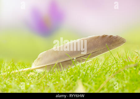 Blick auf eine Feder auf grünem Gras. Feder auf einer Wiese mit Tautropfen. Eine Feder liegt im grünen Gras. Stockfoto