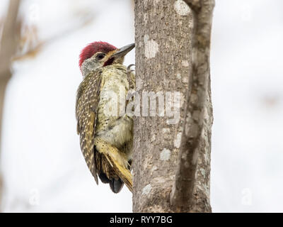 Fein-Buntspecht, Fütterung auf Insekten auf Baum in Makasutu Wald, Gambia, 27. Februar 2019 Stockfoto