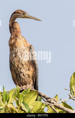 Afrikanische Darter, in Mangrove Tree gehockt, Fluss Gambia Gambia vom 1. März 2019 Stockfoto