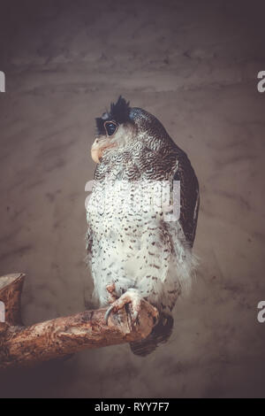 Gesperrt Malay Eagle Owl am Baum gehockt Stockfoto