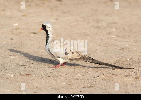 Namaqua Taube, erwachsenen männlichen Fütterung auf Boden, Makasutu Wald, Gambia vom 1. März 2019 Stockfoto