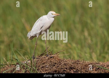Western Cattle Egret, Wandern in der Vegetation, Fluss Gambia Gambia vom 2. März 2019 Stockfoto