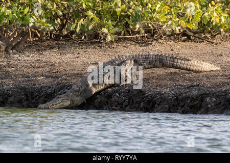 Nilkrokodil, Fluss Gambia Gambia vom 3. März 2019 Stockfoto