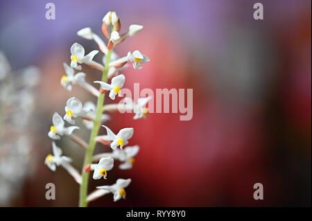 Schöne Blume. Makroaufnahme der Natur. Jewel Orchidee - Ludisia verfärben. Stockfoto