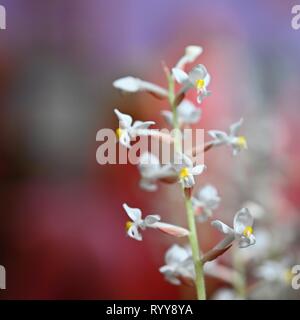 Schöne Blume. Makroaufnahme der Natur. Jewel Orchidee - Ludisia verfärben. Stockfoto