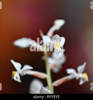 Schöne Blume. Makroaufnahme der Natur. Jewel Orchidee - Ludisia verfärben. Stockfoto