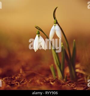 Schneeglöckchen im Gras im Garten. Schönen ersten Frühlingsblumen. Bunte natürliche Hintergrund. (Galanthus) Stockfoto