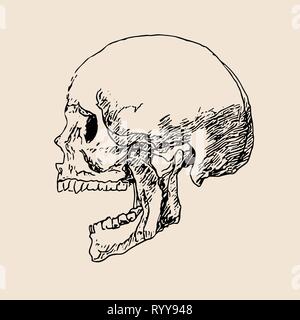Schädel Zeichnung auf Papier vektor Illustration. Skizze Kopf Knochen Art menschlicher Schädel ziehen Stock Vektor