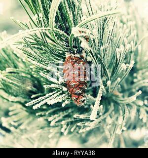 Schönen winter frost. Zweigen von Pinien und Kegel in der Natur. Stockfoto