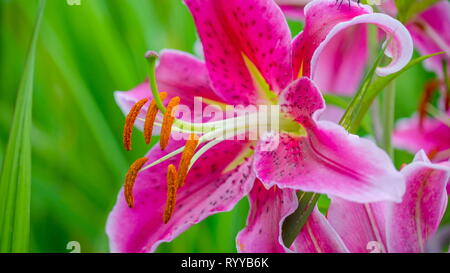 Das Feld mit dem Lilium Pflanzen auf das Lilium (Mitglieder sind wahre Lilien) ist eine Gattung von krautigen Pflanzen Anbau von Zwiebeln alle mit Stockfoto