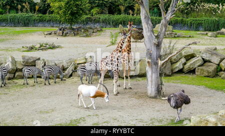 Der Zoo Tiere zu Fuß auf dem Boden gibt es die Giraffen zebra Strauß und die Ziegen Stockfoto