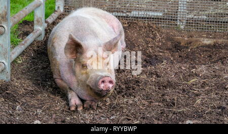 Die Schlammigen Schwein auf seinen Zaun beim Naschen. Ein Schwein ist eines der Tiere, die in der Gattung Sus innerhalb der Familie Suidae von in Wildfarmen gehaltenem Schalenwild. Stockfoto