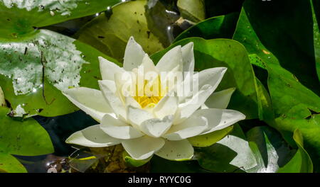 Die voll erblühte weiße Blume der Seerose. Nymphaea alba, auch bekannt als Die Weiße Seerose weiß Wasser Rose oder Weiß nenuphar ist ein aq Stockfoto